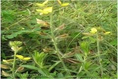 Crotalaria mysorensis